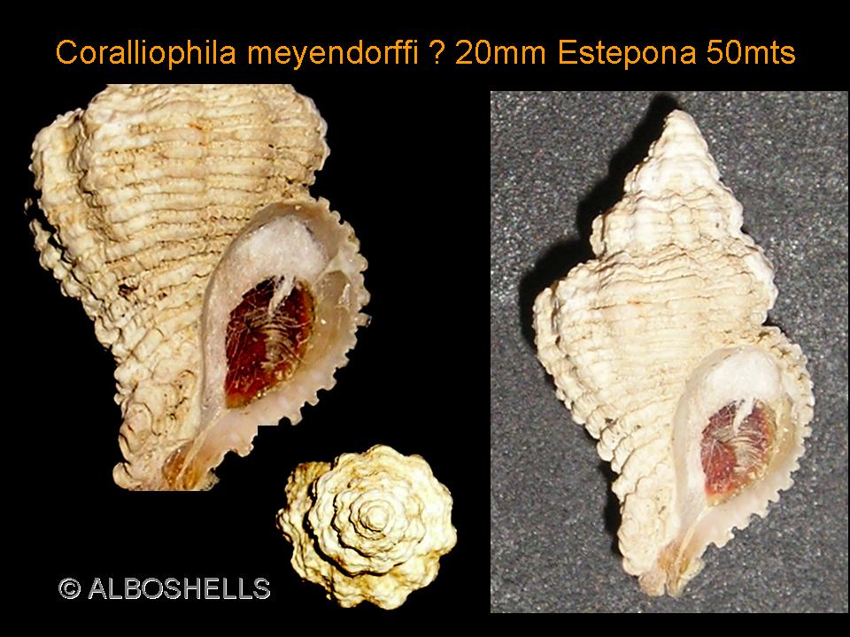 Coralliophila squamosa